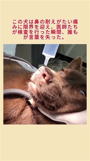 犬のいる生活：本当にあった話