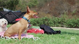Derrick and Henry are heading to San Diego, California for our Season 3 Premiere of Wizard of Paws! Derrick will be helping an adorable puppy named Teo who suffered from a tragic car accident. Don't miss this episode Wednesday at 8 ET | 5 PT, only on BYUtv! #thewizardofpawstv #byutv #season3 #teo | The Wizard of Paws