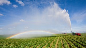 Plant organisation - Photosynthesis - Edexcel  - GCSE Biology (Single Science) Revision - Edexcel - BBC Bitesize