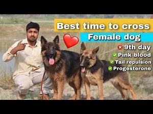 Best information : Right time to breed your dog to get more puppy.