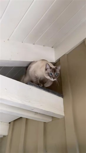 85K views · 2.3K reactions | Amazing cat enclosure has the furballs putting on their boogie shoes!  #catioguy #catio #catsoffacebook #CatHouse #cathome | Catio Guy | Facebook