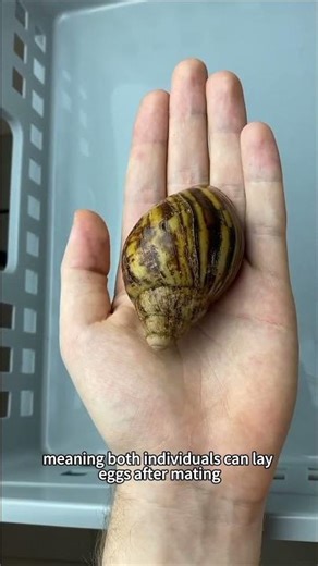 The key reason why the Giant African Snail has become one of the world’s top invasive species