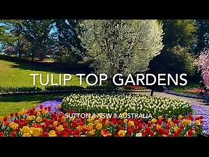Tulip Top Gardens (Sutton - NSW) | Stunning Spring Flower & Blossom Garden | A Must See! 🌷🌸