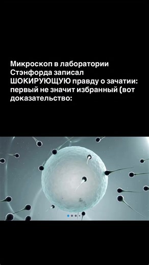 1. Школьная биология врала нам красивую сказку: миллионы сперматозоидов бегут наперегонки, самый быстрый и сильный побеждает, яйцеклетка пассивно ждёт победителя. Эта история идеально вписывалась в патриархальную картину мира, где мужчина завоёвывает, а женщина принимает. Но когда учёные наконец смогли наблюдать процесс в реальном времени, они увидели нечто совершенно иное, и это заставило переписать учебники. 2. Яйцеклетка выделяет особые химические сигналы, своеобразные «приглашения», но вот п
