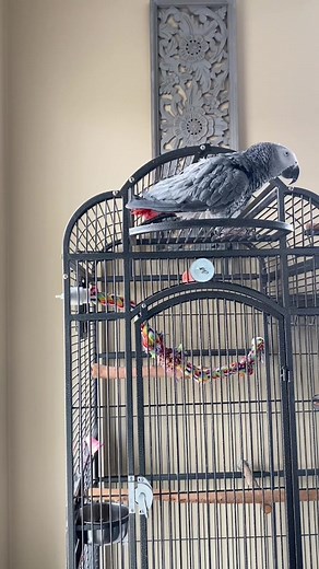 Building Trust with Your African Grey Parrot: Tips and Techniques