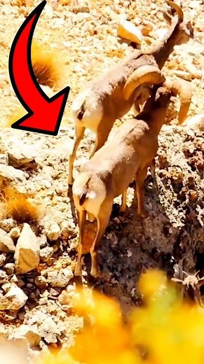 Epic Mountain Hunt | Extreme Long Shot on Wild Goat in Rugged Terrain!#hunting#wildlife#goat#shorts