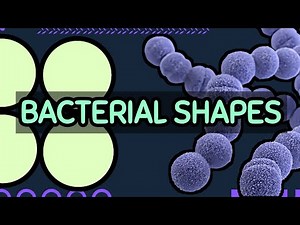 Bacterial Shapes | Cocci, Bacilli, Spirochete and More! | MedTech Quick Review