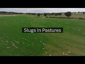 Managing slugs in pastures in the central tablelands of NSW
