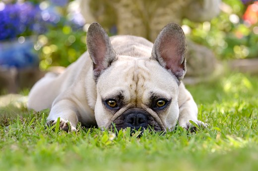 Why Dogs Growl and How to Handle It
