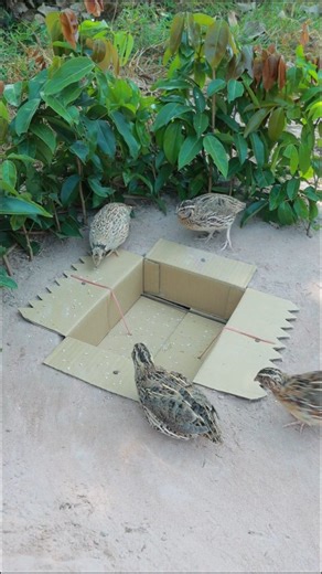 Abinalyemen Abinalyemen on Instagram: "One of The Fastest DIY Pigeon & Quail brids Trap Ever! 🕊️🔥 | Cardboard Box Trick #Shorts Want to catch pigeons fast? 🕊️ Try this super simple trap made from a cardboard box. No wires… no tools… just smart design! Watch till the end to see how it snaps perfectly 👀🔥 (Respect wildlife laws in your country) 1080p HD #PigeonTrap #DIYTrap #SmartTrap #BirdTrap #Pigeon #TrapHack #LifeHacks #CardboardDIY #SurvivalHacks #HowTo #Shorts #Reels #MetaReels #SmartIde