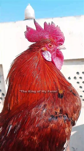 Most Beautiful Red & Golden Rooster in the World! #PoultryLife #RoosterCrowing #MajesticBirds