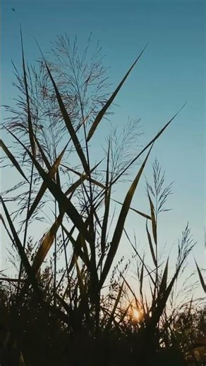 Hopecore Nature Aesthetic 🌿 Viral TikTok Trend April 2026