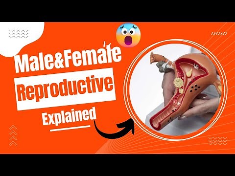 Human Reproductive System Explained | Male & Female Reproductive System | How Life Begins?