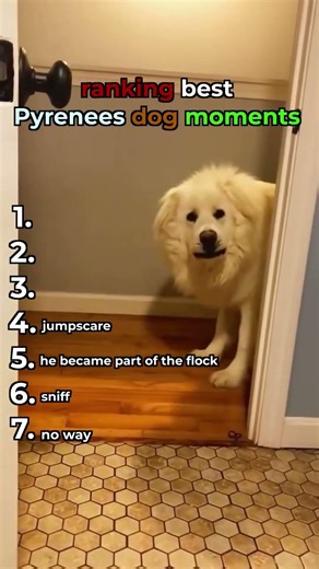 ranking best Pyrenees dog moments