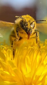 Sound on! 🐝🔈 Did you know that static electricity actually attracts pollen to bees? When a bee flies, the air friction rubs off electrons giving them a positive charge. Flowers are negatively charged, so when in close proximity, static electricity causes the pollen to attract and stick to the bee. Once foraged, the flower’s electrical field temporarily changes – this helps to redirect other bees to forage from different pollen sources. How cool are bees! 😍 #beesarecool #beefact #bee #pollinat