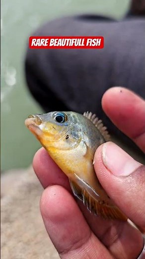 Discover rare beautiful rainbow color fish species