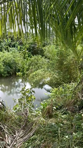 Pruning of my mandarin trees. | Loren Bonifacio