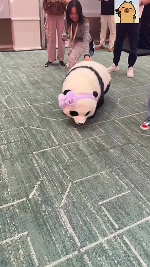 6K views · 195 reactions | Conoce al panda robot. Es básicamente un robot de cuatro patas cortas forrado con un peluche de panda, pero luce adorable, no crees? | China Hoy | Facebook