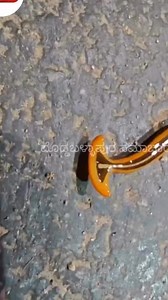 ಈ ಹುಳದ ಹೆಸರು ಗೊತ್ತಿದ್ರೆ ಕಾಮೆಂಟ್ ಮಾಡಿ🤩 ಹೊಸದಾಗಿದೆ 😁 | Abhijith Comedy khiladi