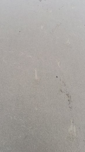 Look what I found washed up on Aberavon beach. What is it? If you look closely it has bite marks. These can’t be swimming of the coast of south wales 🏴󠁧󠁢󠁷󠁬󠁳󠁿 can they? #dinomania | Dinomania