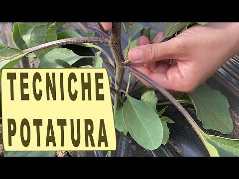 HOW TO PRUNE AUBERGINES