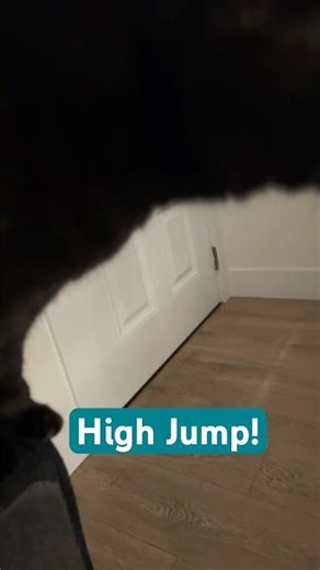 Cat Milly's High Jump