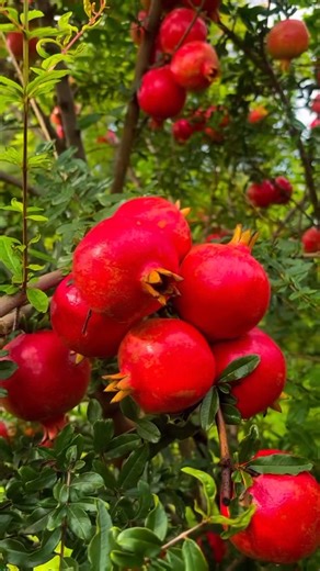 Rajeshwar Fruit Company (RFC) on Instagram: "Export Quality Pomegranate Garden 🔥💥 * * * * #Anar #viral #pomegranates #trending #reels #shorts #youtube #fruit #dalimb #viralvideos #trend #market #agriculture #farming #india #rajsthan #instagood #vlog #vidoes #farming #kheti #anarmandi #bussines #unity #viraltrend #rfc #fruitsell #farmer #goverment #new"