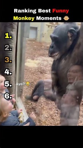 Ranking Funniest Monkey Moments 😂😂 #shorts #monkeys