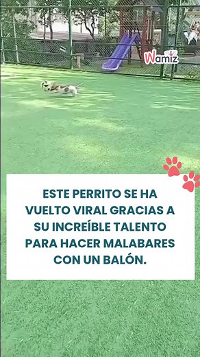 23K views · 485 reactions | ¡Este pequeño prodigio de cuatro patas se ha hecho viral! ⚽ Haciendo equilibrios con el balón en su cabeza, corriendo, saltando,... ¡Y no se le cae!  | Wamiz España | Facebook
