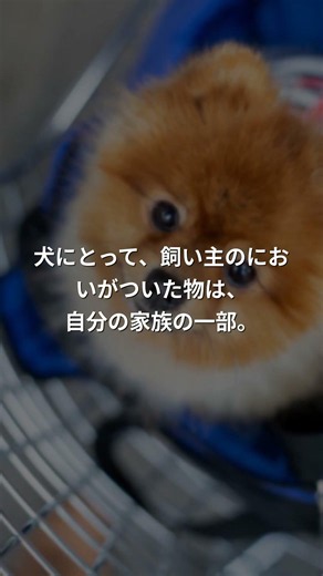 犬が靴を隠す理由｜実は愛情表現だった