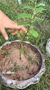 New idea for grafting Tamarind fruit with Aloe Vera and banana to produce more fruit #gardening #grow #garden #fruits #trees #fruits #tamarindfruit | Tree Gardens