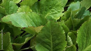 Bergenia cordifolia plant group with water drops on the lush leaves.Bergenia cordifolia, commonly called pig squeak, is a clump-forming perennial which is primarily grown as a ground cover.
