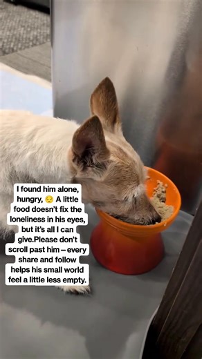 I found him alone, hungry,A little food doesn’t fix the loneliness in his eyes, but it’s all I can give.Please don’t scroll past him—every share and follow helps his small world feel a little less empty."😔💔💔 #StrayDog #HungryPup #AloneAndForgotten #BrokenSoul #FurrySuffering #FeedALife #AnimalSuffering #Heartbreaking #AdoptDontShop #FollowForHope #ShareForStrays #LonelyPuppy | Stories of USA