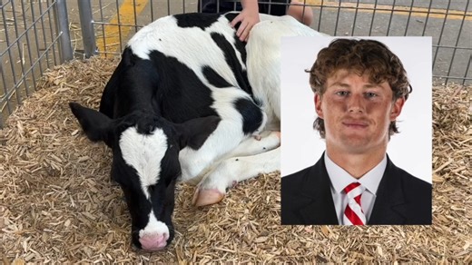 The love for Husker punter, Archie Wilson has spread to the State Fair. Meet "Archie" the calf. | News Channel Nebraska