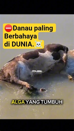 Air di Danau ini bisa membuat hewan menjadi batu😱‼️. #shorts #youtubeshorts #faktaunik #faktamenarik