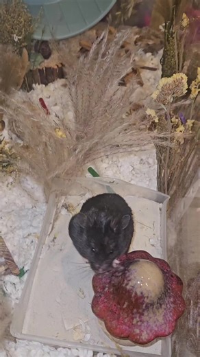 Proper Care Tips for Your Hamster