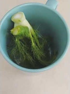 Fennel Tea || Cooking with Kitchen Scraps