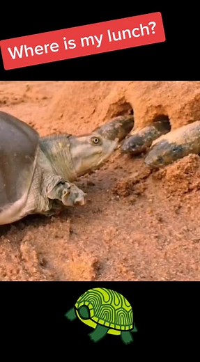 AnimalTimeTikTok on TikTok