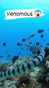 Sea Snake #fishingworldtv | Fishing World Tv