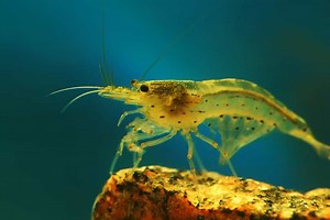Freshwater Shrimp Prices in 2024: Purchase Cost, Colors, and More!
