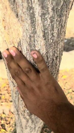 Tree hands massage asmr sounds lover