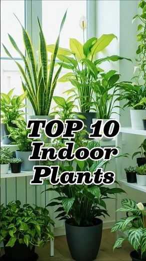 10 Most Popular Indoor Plants in the World 🌍🌱#gardening#plantcommunity#greenhome#plantaddict#plants