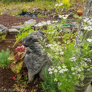 Plant a garden in Hawaii - This Hawaii Life