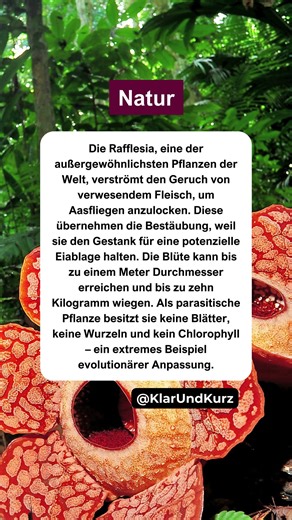 Die Blume, die täuscht #natur