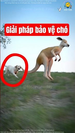 Cách bảo vệ chó nhỏ khỏi chim săn mồi #shorts #viralvideo #reviewphim