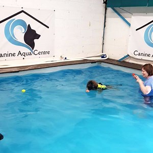 1K views · 60 reactions | Leonberger puppies swimming well this morning, sooooo cute | Canine Aqua Centre | Facebook