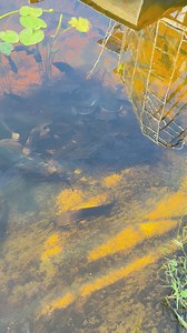 KC and The Sunshine Band on Reels | Facebook