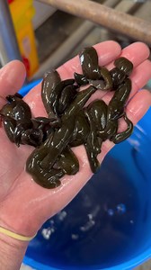 Leeches or Fathead Minnows. What’s your favorite bait? We now have Leeches. Selling as dozens only. We won’t have pounds available for a couple weeks yet. This batch of leeches is the best we’ve had this early in the year. They are running medium and large. Other options of live bait this weekend. Small - Large minnows Small - Large chubs Small or Large worms. Med/Large mix of Spot-tail Shiners. Stop in today for the freshest bait and the most accurate fishing report in town. Hours 6:30am-6pm M-