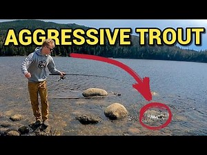 Fishing For Huge Brook Trout In Newfoundland!!