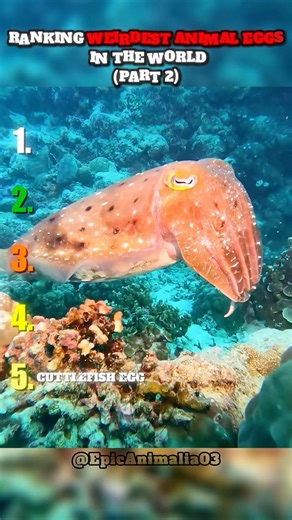 Ranking Weirdest Animal Eggs In The World - Part 2 #egg #animals #wildlife